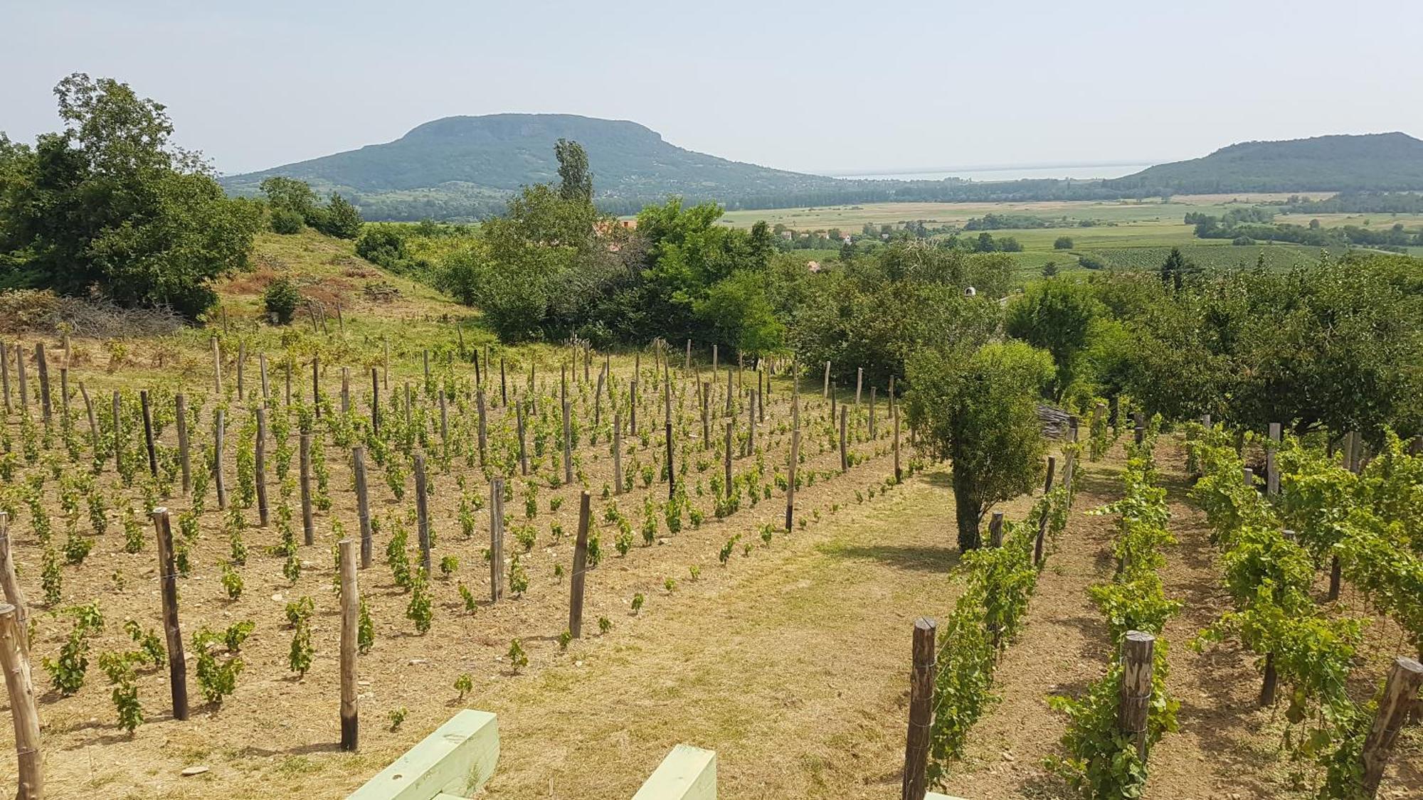 Grand Cru Vendégház Hegymagas Extérieur photo