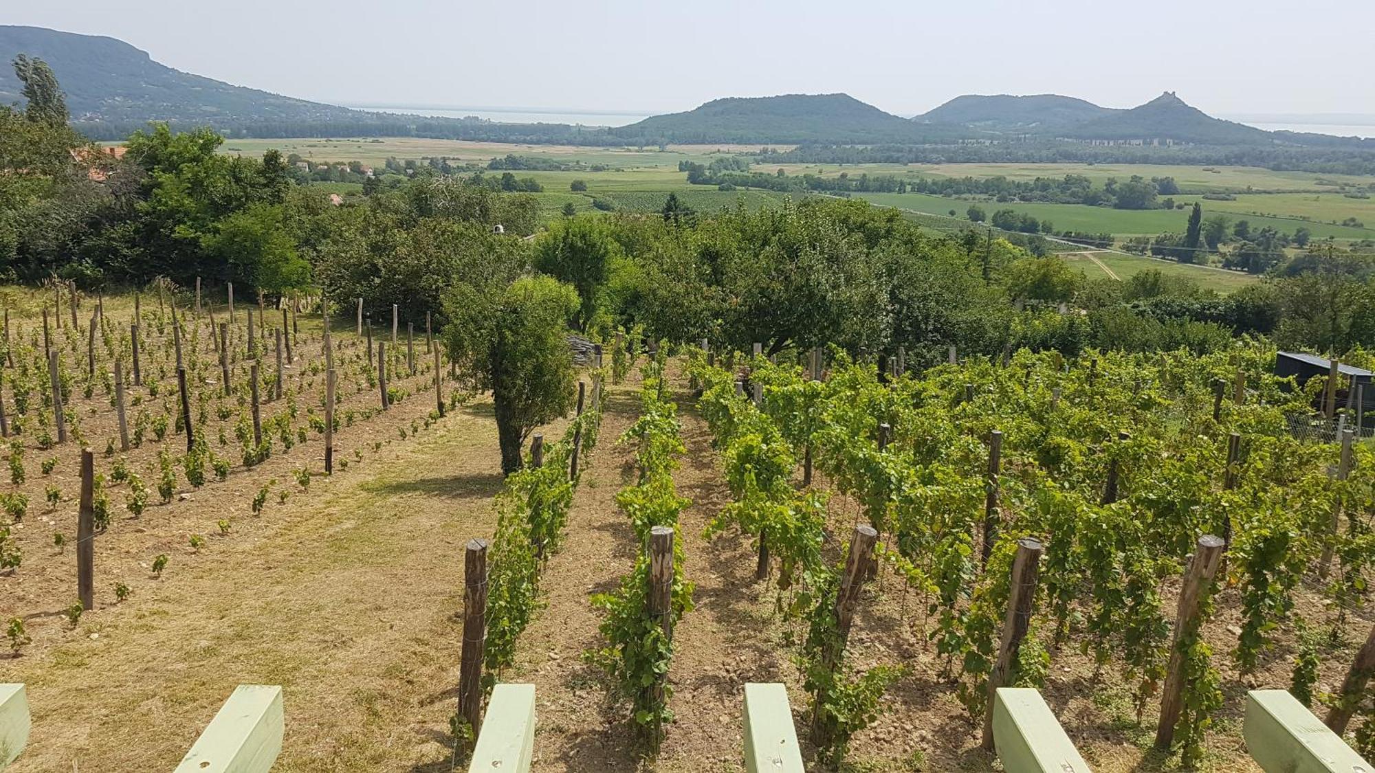Grand Cru Vendégház Hegymagas Extérieur photo